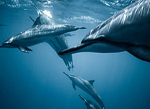 欢迎新同事！火箭社媒晒芬尼-史密斯和奥科吉最新的训练视频